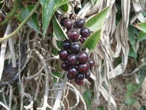 20130901_132550 (Copiar)